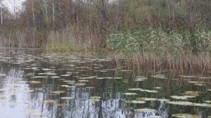 ЩУКА на  ПОДГОТОВЛЕННЫЙ  ПОППЕР   в  КУВШИНКАХ
