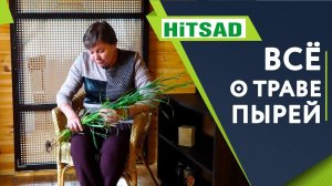 Польза и Вред Травы ПЫРЕЙ  Как Избавиться от ПЫРЕЯ  Советы от Хитсад ТВ