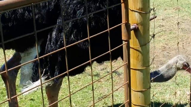 Австралия 2015. Птицы. Необычное поведение Страуса Эму (Western Australia) смотреть онлайн