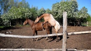 Случка лошадей. Молодой неопытный жеребец кроет кобылу