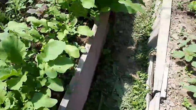 VLOG поехали в Зеленые кручи | Летят парашютисты | Утопили велосипед | Что растет в теплице? смотреть онлайн