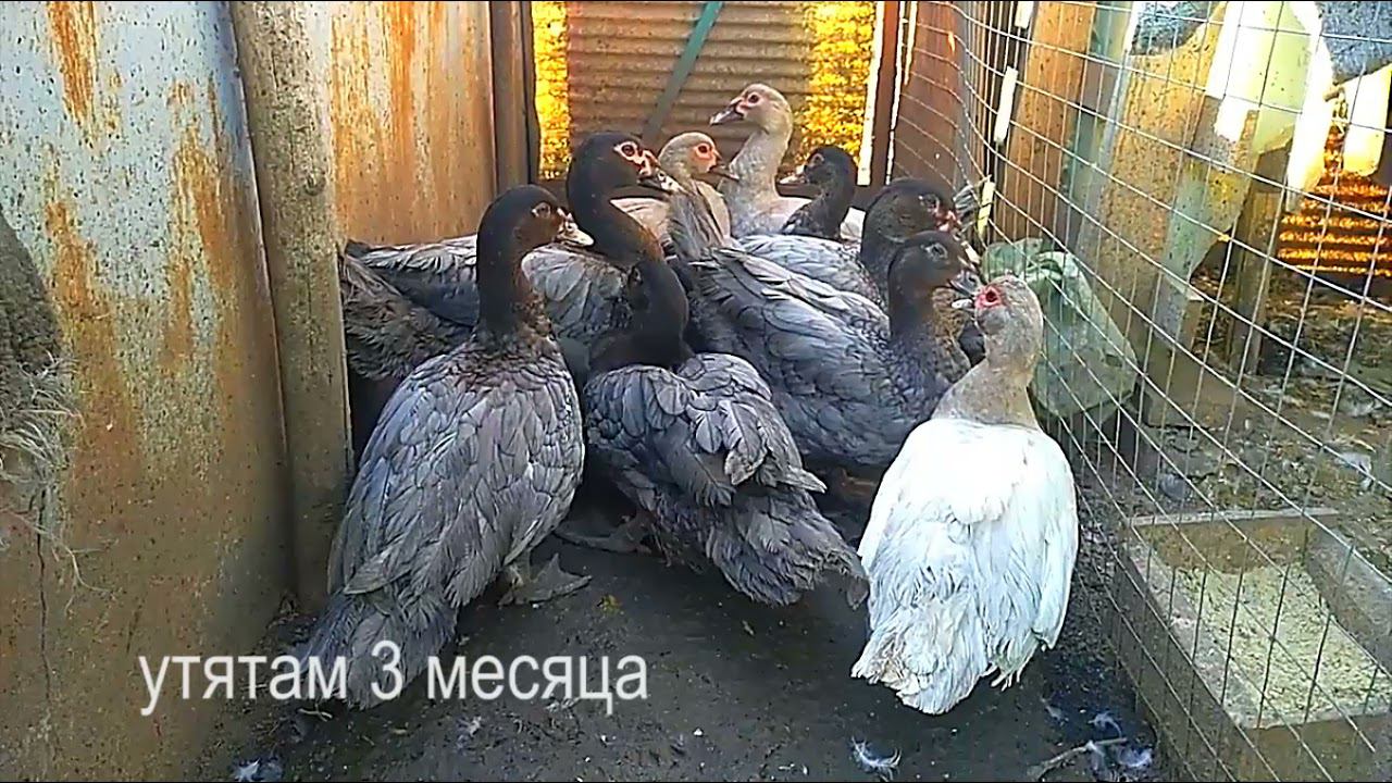 ШИКАРНЕЙШИЙ ПЛЕМЕННОЙ МАТЕРИАЛ! Предлагаю утят. смотреть онлайн