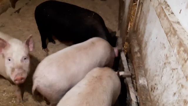 Вьетнамские свиньи//Беда с Фунтиком, Не знаю что теперь делать смотреть онлайн