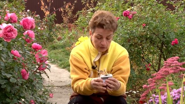 Саженцы по почте. Как правильно посадить. смотреть онлайн