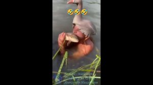 Охота. Утиная охота.