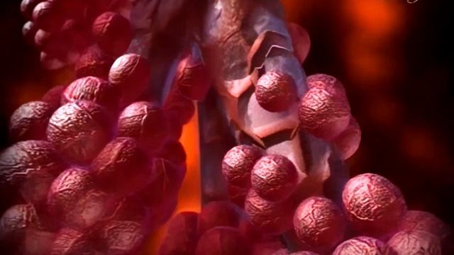 Чудо дыхания | Дыхательная система человека, эволюция или разумный замысел? смотреть онлайн