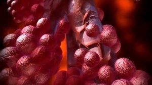 Чудо дыхания | Дыхательная система человека, эволюция или разумный замысел?