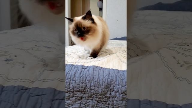 Как отучить кошку устраивать ночной тыгдык #shorts смотреть онлайн