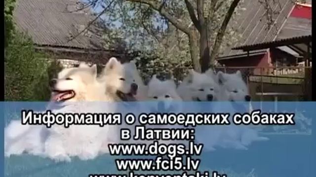 Собаки породы САМОЕД/ Самоеды смотреть онлайн