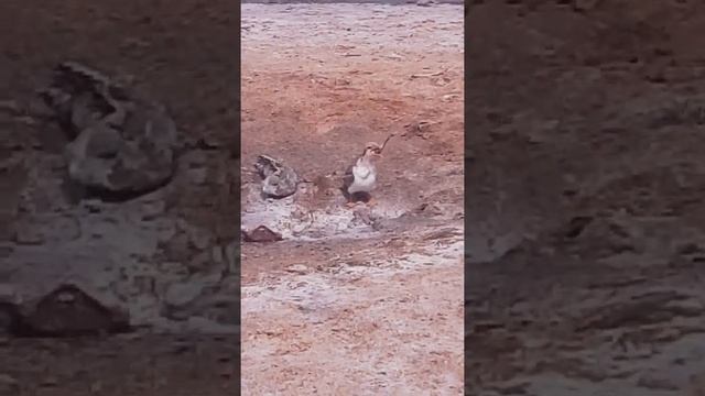 Путешествия с Домашними Питомцами