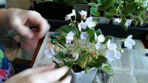 Фиалки. Уход за фиалками. Советы новичкам по выращиванию фиалок.