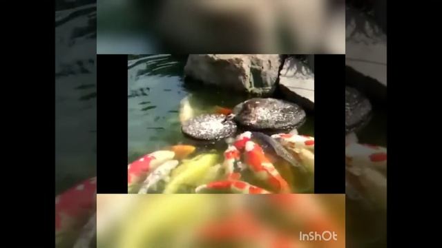 САМАЯ УМНАЯ СОБАКА В МИРЕ смотреть онлайн