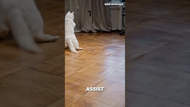 Unveiling Feline Secrets And Behaviors