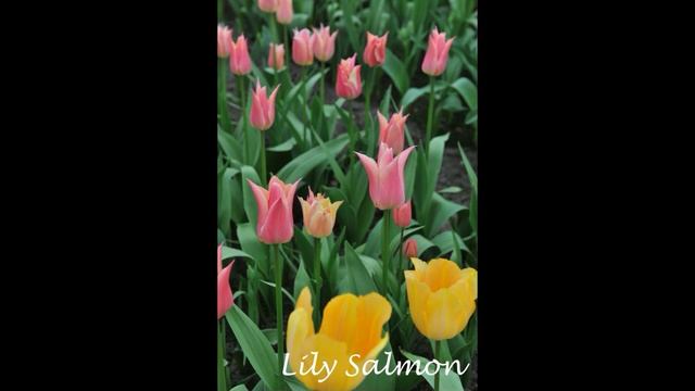 73 прекрасных сорта лилиецветных тюльпанов смотреть онлайн
