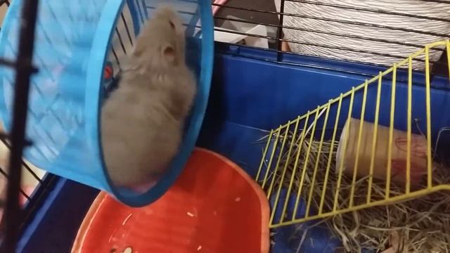 Умный сирийский хомяк бегает в колесе смотреть онлайн