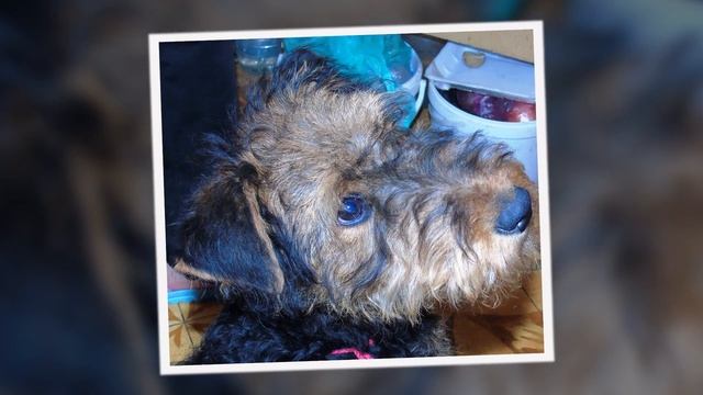 САМАЯ ЛУЧШАЯ СОБАКА! THE BEST DOG! смотреть онлайн