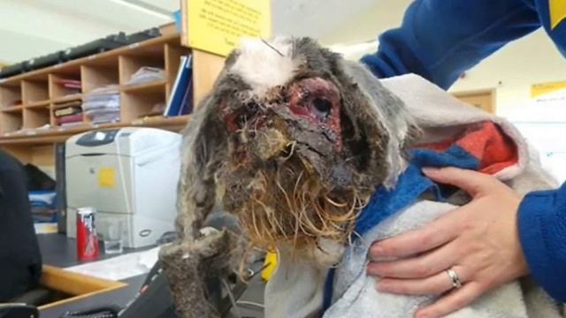 Непонятное существо с ужасно свалявшейся шерстью смотреть онлайн