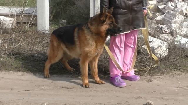 Злобный Эм. Кобель Немецкой Овчарки 2 года . смотреть онлайн