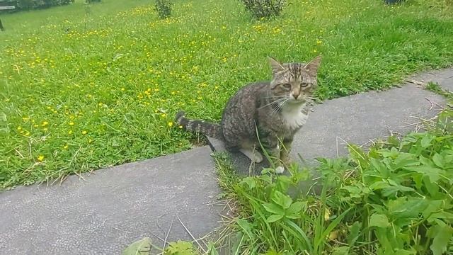 У кота Кузи все лапки с первой по четвёртую устали полностью. Наш сериал о котах Кузе и Чувачке. смотреть онлайн