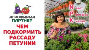ЧЕМ ПОДКОРМИТЬ РАССАДУ ПЕТУНИИ