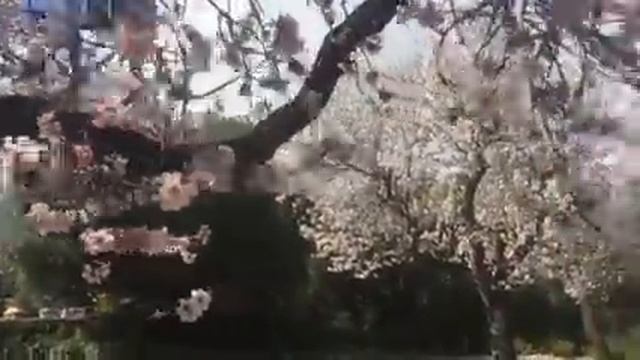 Свадьба на Майорке. Миндальные сады. Hochzeit auf Mallorca. смотреть онлайн