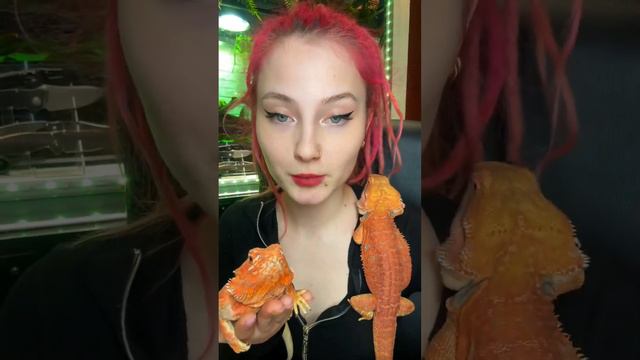 Бородатый дракон #питомцы #животные смотреть онлайн