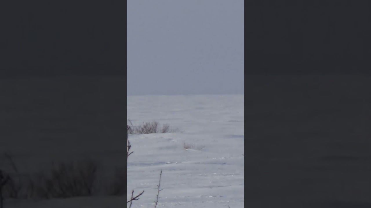 СТОЛЬКО ЗАЙЦЕВ Я ЕЩЕ НЕ ВИДЕЛ, Четыре зайца с куста. Добыл двоих. #охота #охотаназайца смотреть онлайн