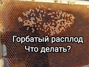 КАК ИСПРАВИТЬ ТРУТНЕВУЮ СЕМЬЮ ВЕСНОЙ? ПЧЕЛОВОДСТВО!