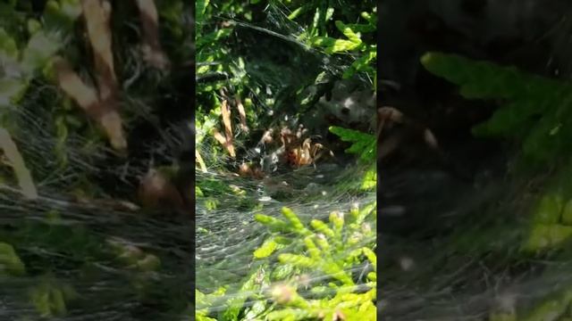 ПАУКИ. Природа Калининграда. Часть 1 смотреть онлайн