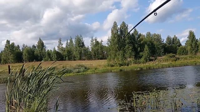 Рыбалка на поплавочную удочку и на фидер. Карась и Ротан. смотреть онлайн