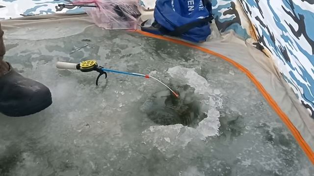 Ловля карпа со льда. Новая оснастка на карпа, для ловли зимой. смотреть онлайн