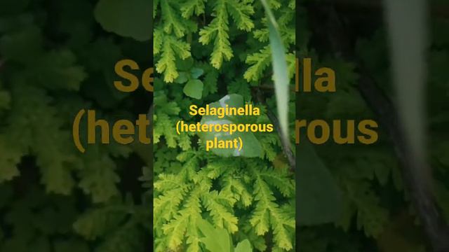 Selaginella chrysocaulos a cryptogamous Plant of Himalayas. #pteridophytes,#NeartheNature смотреть онлайн