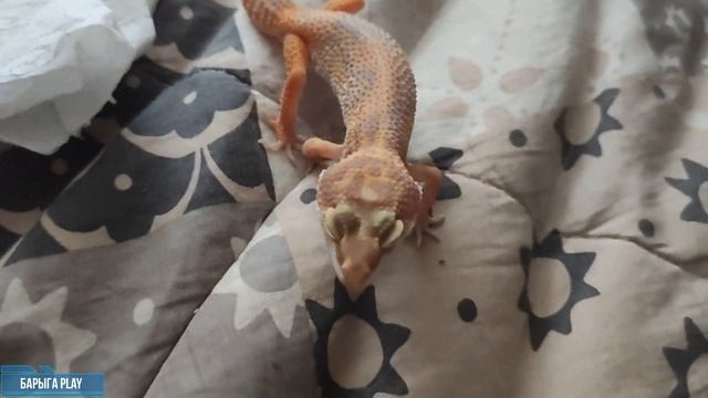 Эублефары, собачки да улитки, наши питомцы. Содержание эублефара в домашних условиях. смотреть онлайн