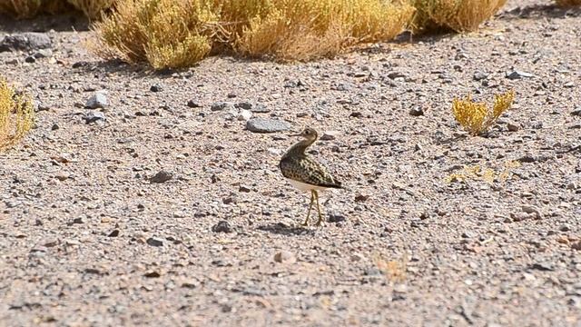 Batitú (Bartramia longicauda) смотреть онлайн