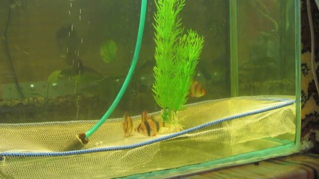 Разведение суматранских барбусов (Puntius tetrazona) | Tiger Barbs Spawning смотреть онлайн