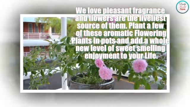 Top 5 Fragrant Plants To Spread A Sweet Aroma In Your Home смотреть онлайн