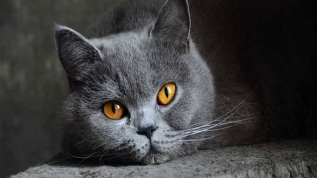 Уход за волосами с использованием масел и эфирных масел