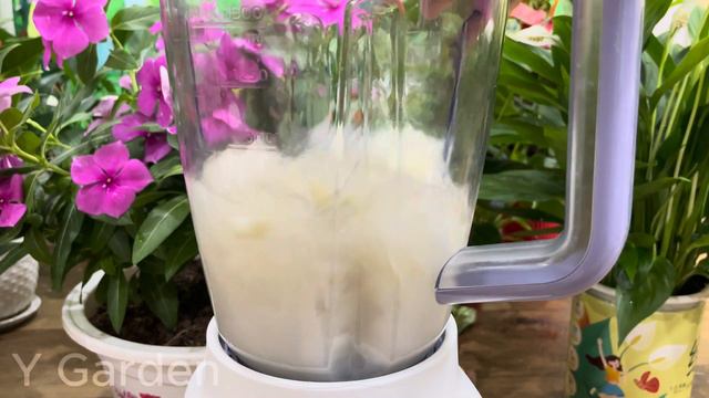 This miracle water makes any of your plants bloom all year round| Organic fertilizer | Y Garden смотреть онлайн