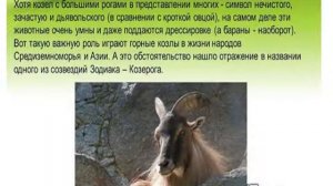 7 Животный мир субтропиков