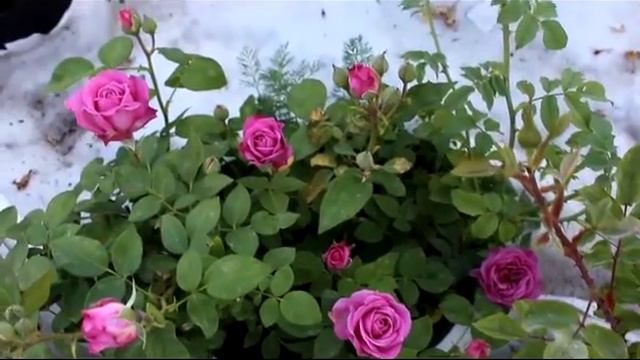 Мои любимые розы Остинки и другие 1 часть смотреть онлайн