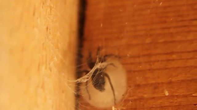 Паук делает кокон смотреть онлайн