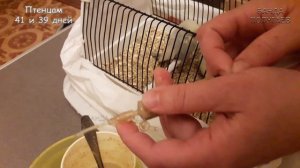 Как накормить выкормыша? || Птенца волнистого попугая || По Вашим просьбам!