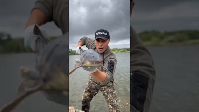 пруд Черноморец раздаёт рыбакам по 10 тысяч рублей за поимку осётра ! смотреть онлайн