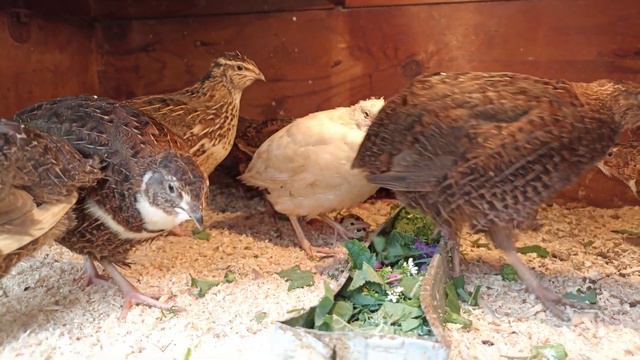 🥚 Bıldırcın Yumurtasının Faydaları.Польза перепелиных яиц. Top 15 Health Benefits of Quail Eggs🥚 смотреть онлайн
