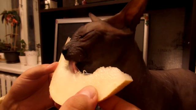Смешно. Кот сфинкс ест дыню. It is ridiculous. Sphynx cat eats melon. смотреть онлайн