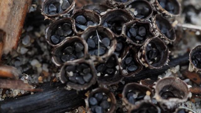 Fungi foray - Bird's nest fungus смотреть онлайн