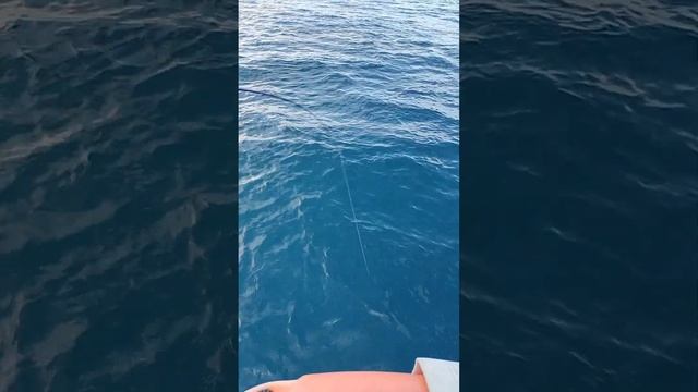 Рыбалка в Средиземном море. смотреть онлайн