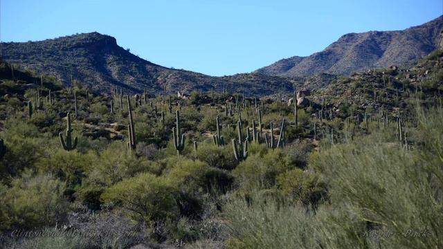 Thousands of Saguaro Cactus Cacti Arizona Produced by Erick F Dircks смотреть онлайн