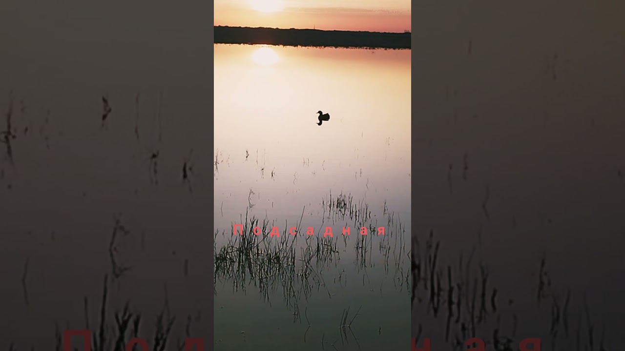 охота с подсадной кряковой уткой смотреть онлайн