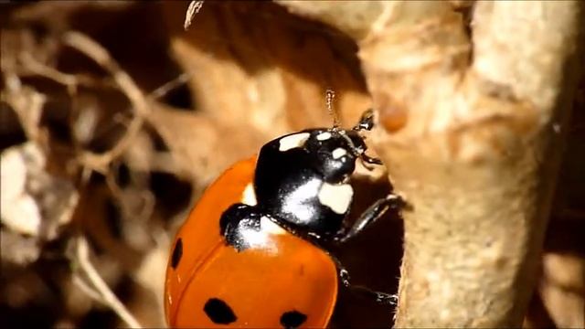 ladybird смотреть онлайн